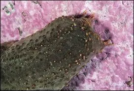 Quel est cet chinoderme utilis dans la cuisine asiatique ?