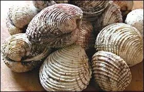 Quel est ce coquillage bivalve caractris par ses stries concentriques trs marques ?