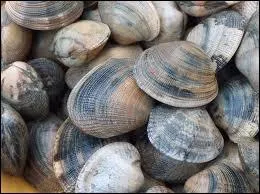 Quel est ce coquillage bivalve aux stries concentriques moins marques ?