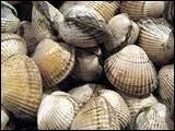 Quel est ce petit coquillage bivalve qui se diffrencie des prcdents par des stries en ventail ?