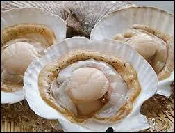 Quel est ce coquillage bivalve dont on consomme  la noix  ?