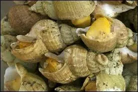 Quel est ce coquillage gastropode (escargot de mer) ?