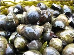 Quel est ce coquillage gastropode (escargot de mer) ?