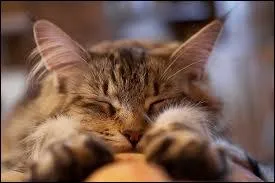 Quel pourcentage de Franais dorment avec leur chat ?