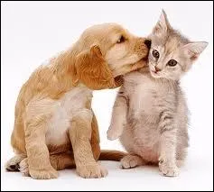 Un chat peut-il s'entendre avec un chien ?
