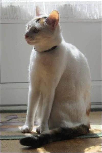 Combien de temps dort un chat en moyenne par jour ?