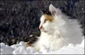 Combien de temps dure la gestation ?