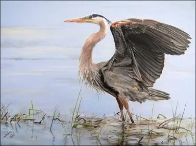 J'ai une silhouette anguleuse. Qui suis-je ?  ... sur ses longs pieds, allait, je ne sais o/Le... . au long bec emmanch sur un long cou.  