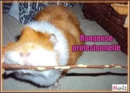 Le livre est rong par les souris ! Ses feuilles sont ... .