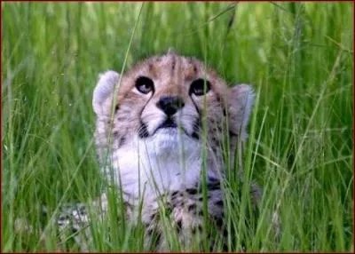 De quelle famille fait partie le gupard ?
