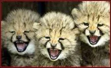 Quelle est la plus grosse porte ?