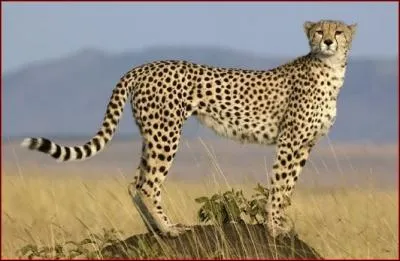 Comment reconnat-on un gupard ?