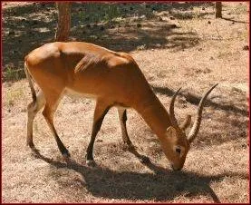 Quel animal est-ce ?