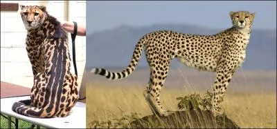 Quelle est la diffrence entre un gupard et un gupard royal ?
