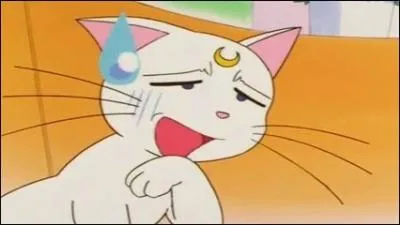 Comment s'appelle ce chat blanc ?