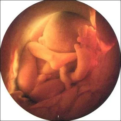 Le foetus a un champ de vision limit. Il est ... . et ... . on peut donc dire qu'il fait intgralement le tour de son domaine.