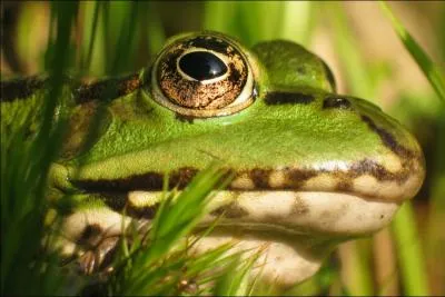 Les yeux de la grenouille sont ... tant ils expriment son envie de devenir aussi grosse que le boeuf.