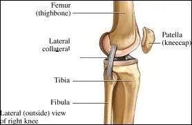 Deux os d'une articulation sont relis par 
