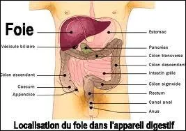 Le foie est un organe qui peut se rgnrer automatiquement sans l'intervention d'un rgime ou de mdicaments.
