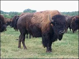 Non, vous n'tes pas au Far West mais bien dans la Vienne o cette levage vous prsente plus de 300 bisons, vous pourrez repartir avec une daube de bison au vin rouge, mais o tes-vous ?