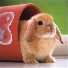 Combien de temps dure la gestation ?