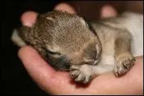 Combien de lapereaux naitront ?