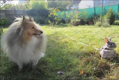 Un lapin peut-il s'entendre avec un chien ?