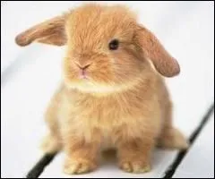 Parmi ces propositions, lesquelles sont des races de lapins nains ? (pige)