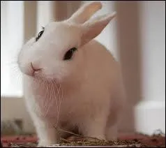 Quel est le poids d'un lapin nain ?