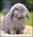 Pourquoi ? (plusieurs rponses possibles)