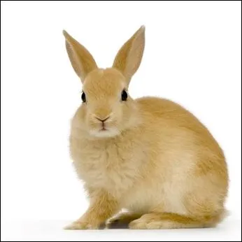 De combien de cm les dents du lapin poussent-elles par an ?