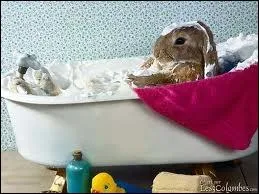 Quelle est la temprature corporelle normale chez le lapin ?