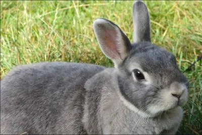 Dans cette liste, qu'est-ce qui est toxique pour le lapin ?