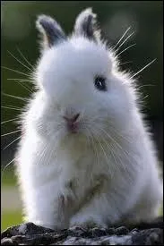 Quel est l'ge idal pour faire avoir a une lapine des lapereaux ?