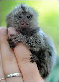 Quel nom donneriez-vous  minuscule singe ?