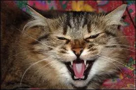 Que fait ce gros matou sur la dfensive ?