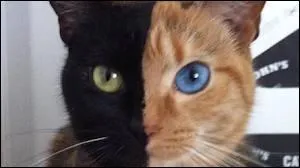 Il se nomme Vnus, mais que peut-on dire de plus de lui ?