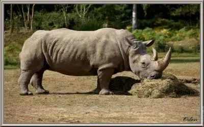 Sur le march noir, la corne de rhinocros a atteint en 2012 :