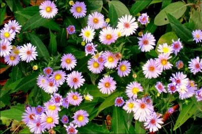 On voit s'ouvrir les fleurs que (... ) Le jardin, pour dernier trsor :