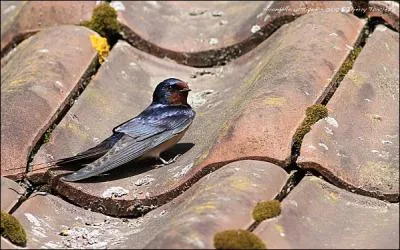 La pluie (... ) bassin fait des bulles ; Les hirondelles sur le toit