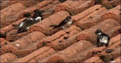 Tiennent des (... ) : Voici l'hiver, voici le froid !