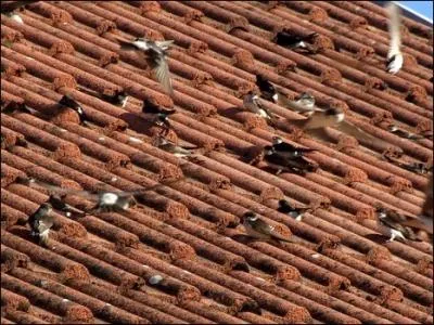 Elles s'assemblent par (... ), Se concertant pour le dpart,