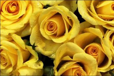 Comment dire  jaune  ?