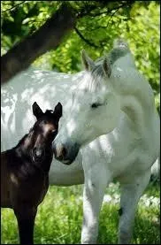 Quelle est la taille de l'intestin grle du cheval ?