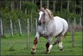 Quelle est la robe de ce cheval ?