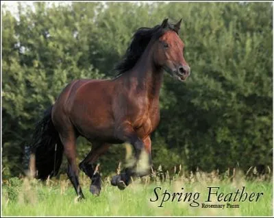 Quelle est la partie du sabot entre la pince et le quartier ?