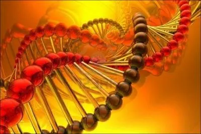 L'ADN est une molcule prsente dans toutes les cellules vivantes. Elle renferme l'ensemble des informations ncessaires au dveloppement et au fonctionnement d'un organisme. Elle est compose :