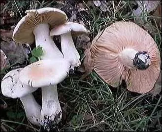 Je suis souvent  l'origine d'intoxication suite, majoritairement,  la confusion avec le clitocybe nbuleux. Je suis : 