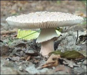 J'ai la chair tendre et blanche virant au rose, au contact de l'air. Odeur nulle, saveur agrable. Je suis :