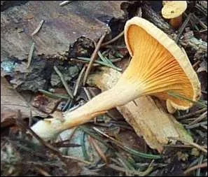 Je suis trs abondant sous les pins dans les zones herbeuses de septembre  dcembre. Que suis-je ? 